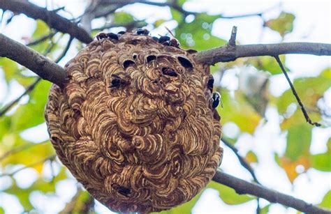 土蜂 築巢 雜物定義